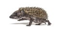 Side view of a baby European hedgehog walking away on a white background