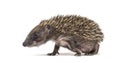 Side view of a baby European hedgehog walking on a white background