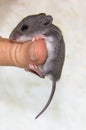 Side view of a baby house mouse hanging on a thumb. Royalty Free Stock Photo