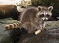 Side view of a baby raccoon surrounded by dark rocks.