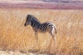 A side view of a baby zebra on an african highveld safari