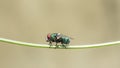 Side view of a Banded Blowfly, Chrysomya Albiceps Royalty Free Stock Photo