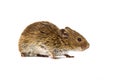 Side view Bank vole on white background