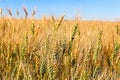 Side view of barley heads against a blue sky Royalty Free Stock Photo