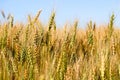 Side view of barley heads in various stages of ripening Royalty Free Stock Photo