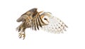 Side view of a Barn Owl, nocturnal bird of prey, flying wings spread, Tyto alba, isolated on withe Royalty Free Stock Photo