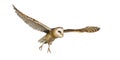 Side view of a Barn Owl, nocturnal bird of prey, flying wings spread, Tyto alba, isolated on withe Royalty Free Stock Photo