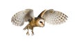 Side view of a Barn Owl, nocturnal bird of prey, flying wings spread, Tyto alba, isolated on withe Royalty Free Stock Photo