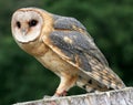 Barn owl standing on tree stump Royalty Free Stock Photo