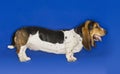 Side View Of Basset Hound Standing Royalty Free Stock Photo