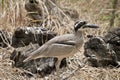Beach stone curlew Royalty Free Stock Photo