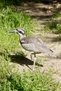 Beach stone curlew Royalty Free Stock Photo