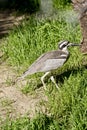 Beach stone curlew Royalty Free Stock Photo