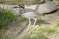 Beach stone curlew Royalty Free Stock Photo