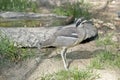 Beach stone curlew Royalty Free Stock Photo