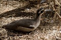 A beach stone curlew in side view resting Royalty Free Stock Photo