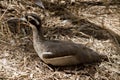 A beach stone curlew in side view resting Royalty Free Stock Photo
