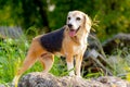 Side view of beagle dog stay on rock with glass flower on side and it look forward to interesting place with warm light