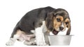 Side view of a Beagle puppy eating from a dog bowl, isolated