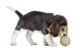 Side view of a Beagle puppy playing with a tennis ball, isolated Royalty Free Stock Photo