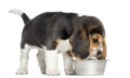 Side view of a Beagle puppy sniffing food in a bowl, isolated