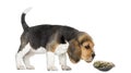 Side view of a Beagle puppy sniffing a turtle Royalty Free Stock Photo