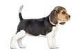 Side view of a Beagle puppy standing, isolated