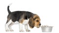 Side view of a Beagle puppy standing, sniffing food in a bowl