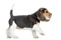 Side view of a Beagle puppy walking, pawing up, isolated Royalty Free Stock Photo