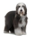 Side view of Bearded Collie, 1 Year Old, standing Royalty Free Stock Photo