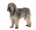 Side view of Bearded Collie, standing Royalty Free Stock Photo