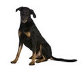 Side view of Beauceron dog, sitting Royalty Free Stock Photo