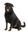 Side view of Beauceron dog, sitting and panting Royalty Free Stock Photo