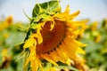 Side view of beautiful blooming sunflower with disheveled yellow petals and fresh green peaky leaves. Bowed sunflower head. Royalty Free Stock Photo