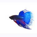 side view of beautiful blue crown tail siamese thai betta fighting fish show full form of fin and crowntail isolated white