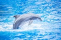 Bottlenose dolphin jumping out of the water Royalty Free Stock Photo