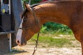 Side view of a beautiful brown horse Royalty Free Stock Photo