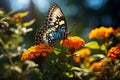 Side View of Beautiful Butterfly Insect Alight on a Flowering Park in Bright Day