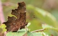 The side view of a beautiful Comma Butterfly, Polygonia c-album, perched on a leaf in a woodland glade. Royalty Free Stock Photo