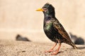 Side view of a beautiful common starling