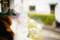 Cat with shame cone looking through window Royalty Free Stock Photo