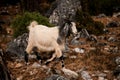 side view of beautiful furry goat walking on stoned meadow