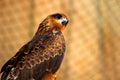 Side view of Beautiful Golden Eagle Royalty Free Stock Photo