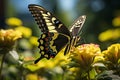 Side View of Beautiful Lime Swallowtail Resting on a Flowering Garden in Sunny Day