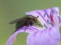P1010350 long-legged fly Dolichopodidae species on geranium flower cECP 2020 Royalty Free Stock Photo