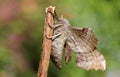 The side view of a beautiful Poplar Hawk-moth Laothoe populi . Royalty Free Stock Photo