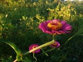 beautiful purple flower in the wild surrounded by green grass Royalty Free Stock Photo