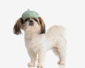 side view of beautiful shih tzu puppy wearing french hat and standing