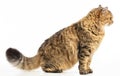 Side view beautiful Siberian cat isolated on