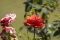 Side view beautiful soft orange rose yellow pollen red abstract shape with green leaves in botany garden. symbol of love in Royalty Free Stock Photo